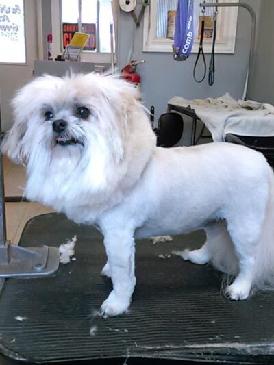June's Pet Grooming - Byron, MI