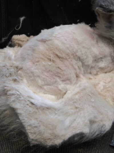 June's Pet Grooming - Byron, MI