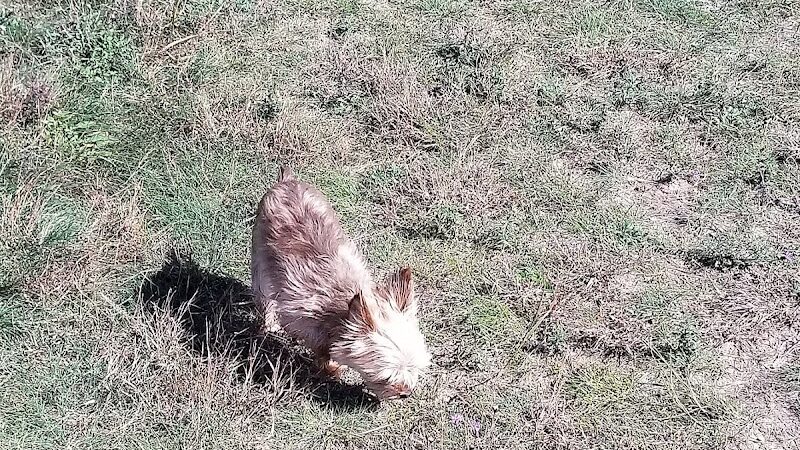 Cadillac Dog Park - Cadillac, MI