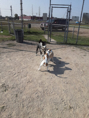Cadillac Dog Park - Cadillac, MI