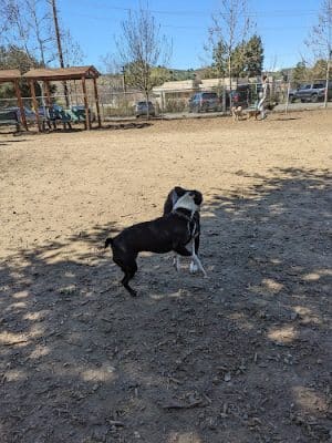 Calabasas Bark Park - Calabasas, CA