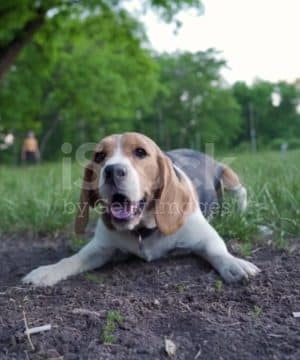 Dog park - Calabasas, CA