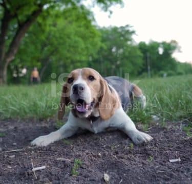 Dog park - Calabasas, CA
