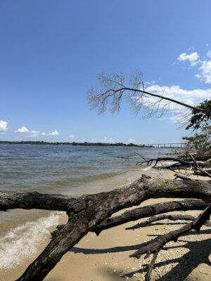 Dog Beach