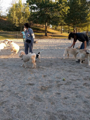 Danehy Dog Park
