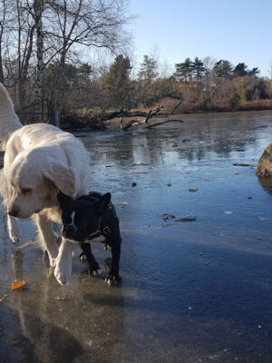 Little Fresh Pond Dog Beach