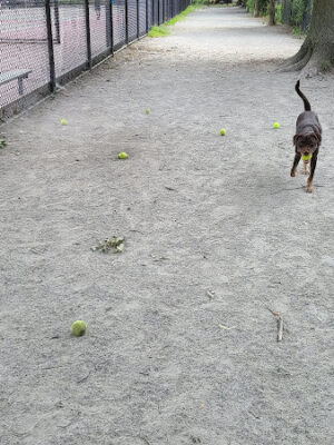 Pemberton Street Dog Run