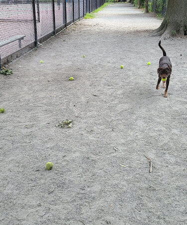 Pemberton Street Dog Run