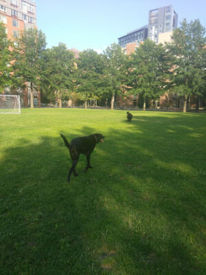 Tudor Dog Park