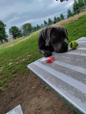 Cambridge Dog Park