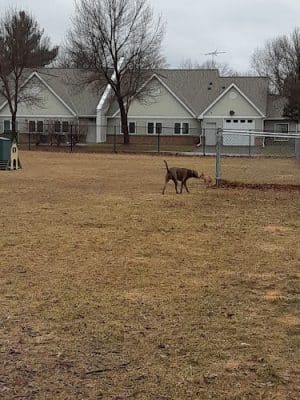Cambridge Dog Park