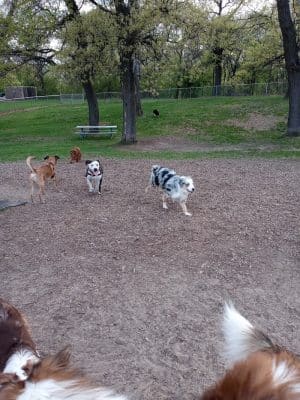 Cambridge Dog Park