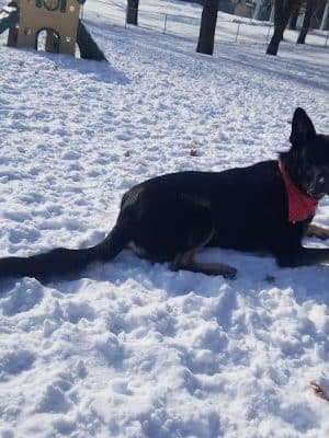 Cambridge Dog Park