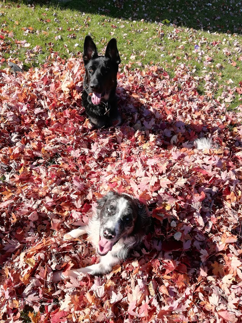 Cambridge Dog Park - Cambridge, MN