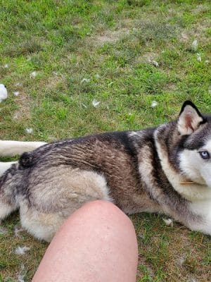 Cambridge Dog Park