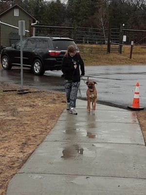 Cambridge Dog Park