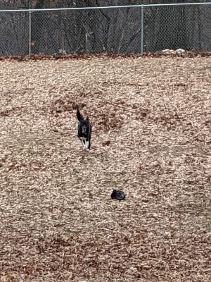 Cambridge Dog Park