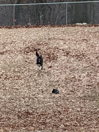 Cambridge Dog Park