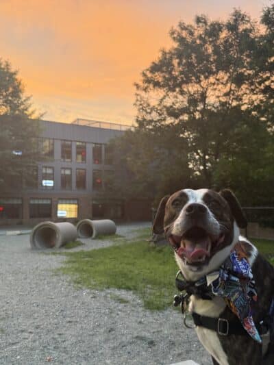 Tudor Dog Park - Cambridge, MA