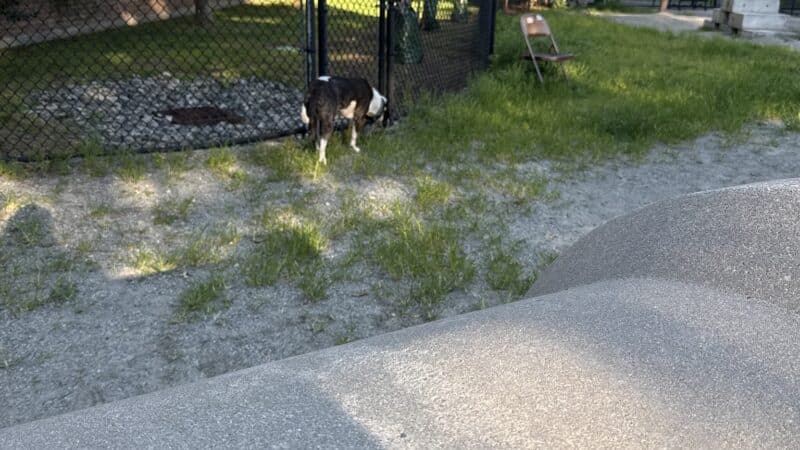 Tudor Dog Park - Cambridge, MA