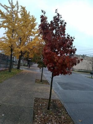 4th & Washington Park