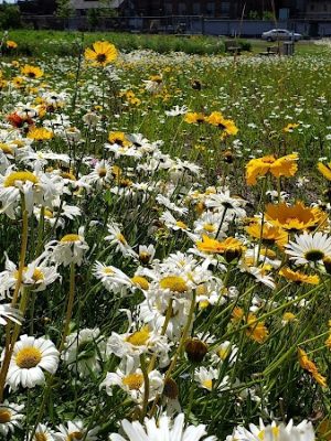 Phoenix Park