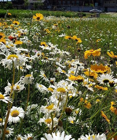 Phoenix Park