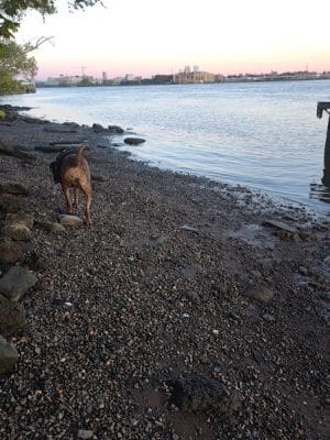 Pyne Poynt Park