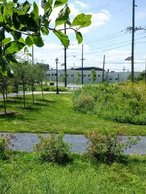 Waterfront South Raingardens