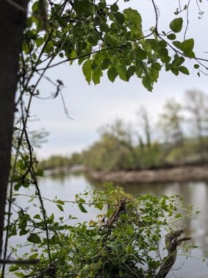 Waterfront South Raingardens