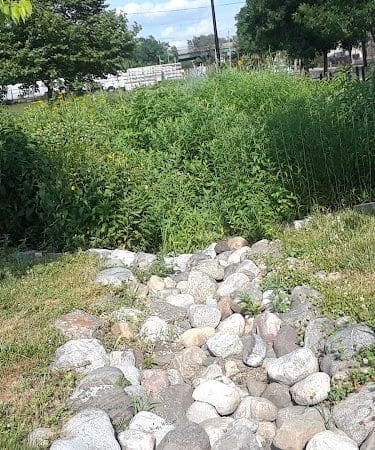 Waterfront South Raingardens
