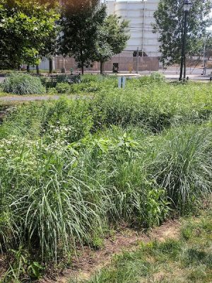 Waterfront South Raingardens