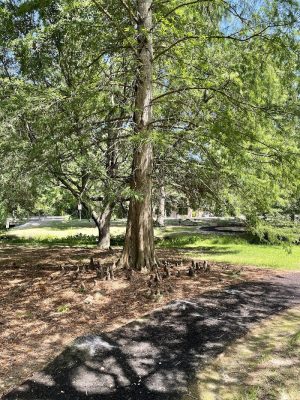 Kendall Park