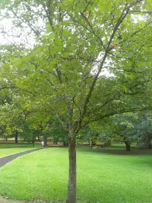 Kendall Park