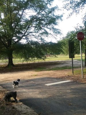 Woodward Park