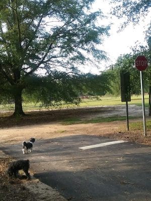 Woodward Park