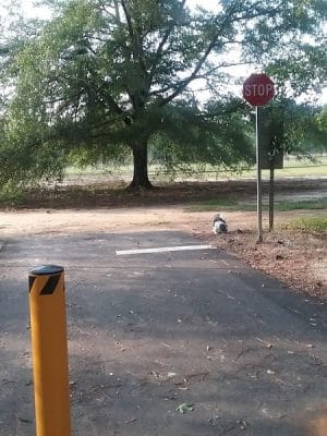 Woodward Park