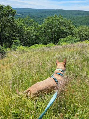 Barrett Township Dog Park