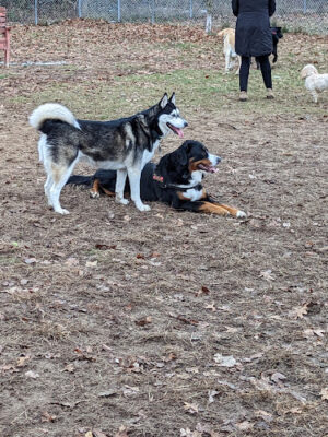 Canadian Lakes Dog Park