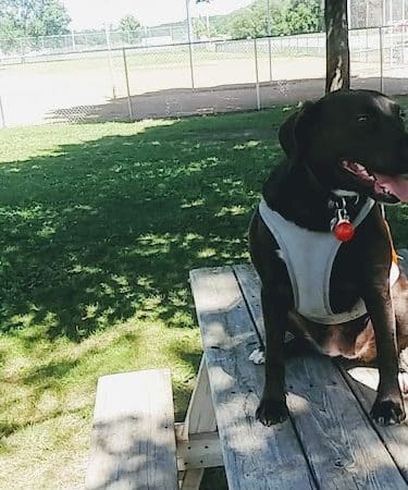 Cannon Falls Dog Park - Cannon Falls, MN