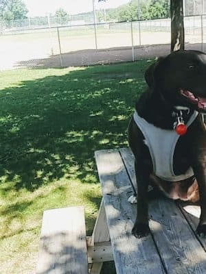 Cannon Falls Dog Park