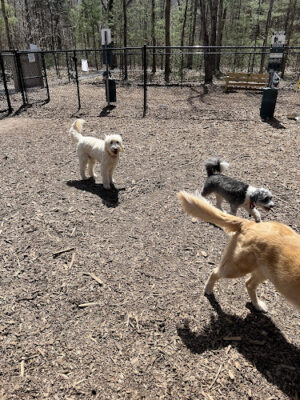 Friends of Canton Dog Park