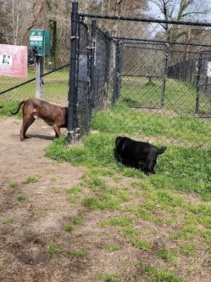 Canton Paw Park - Canton, GA
