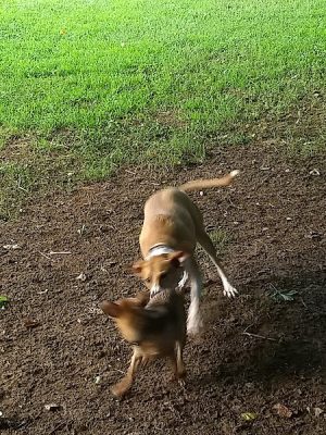 Canton Paw Park - Canton, GA
