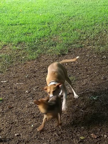 Canton Paw Park - Canton, GA