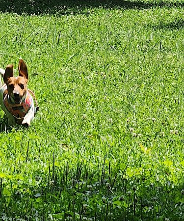 Canton Paw Park - Canton, GA