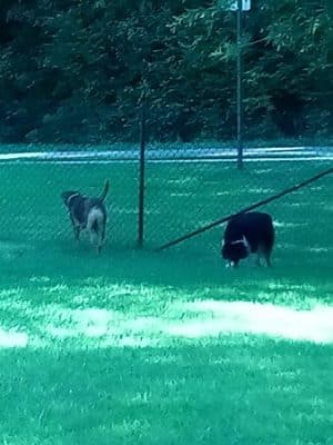 Canton Paw Park - Canton, GA