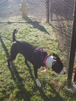 Canton Paw Park - Canton, GA