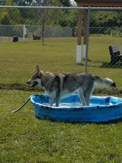 Canton Dog Park - Canton Township, MI
