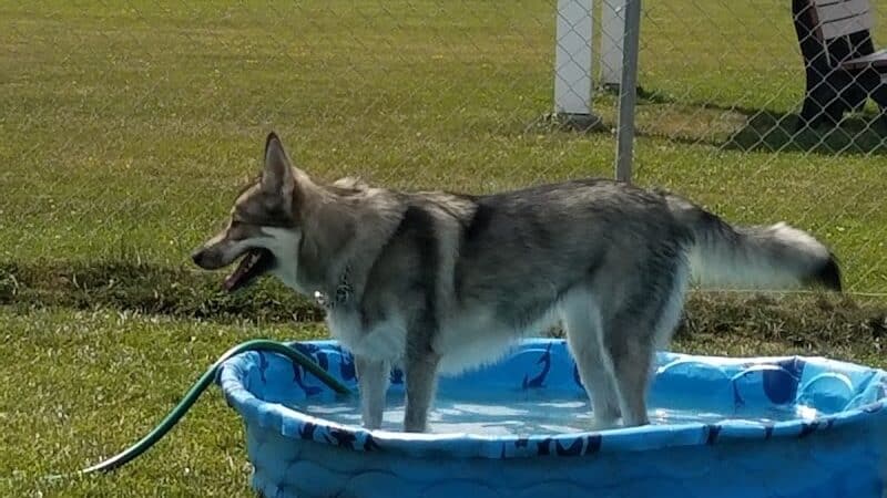 Canton Dog Park - Canton Township, MI